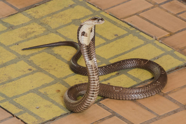 Cobra is op de vloer is een middelgrote slang er is een ernstig GIF. - Foto, afbeelding