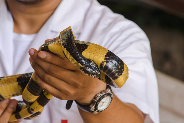 El Krait malayo está en la mano de un hombre. Una serpiente con rayas blancas y negras a lo largo del cuerpo
. - Foto, Imagen