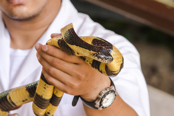 Малайский крайт на руке у мужчины. Змея с черно-белыми полосками вдоль длины тела
. - Фото, изображение