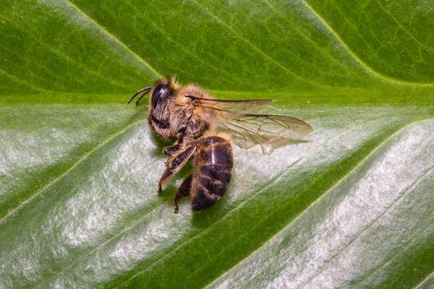 νεκρή μέλισσα, εννοιολογική εικόνα για τα φυτοφάρμακα και τον περιβαλλοντικό κίνδυνο. Μέλισσα στην εξολόθρευση. - Φωτογραφία, εικόνα