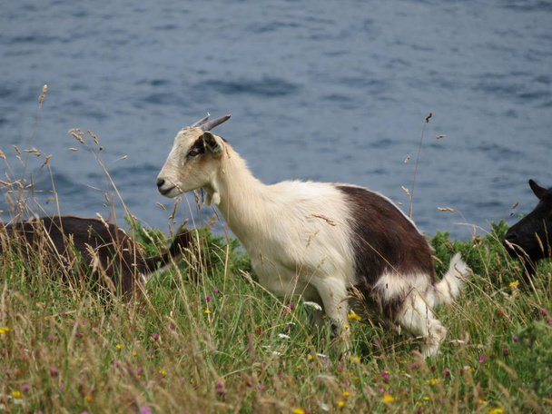 Schöne Ziegen in Freiheit fressen Gras vom Feld und vom Berg - Foto, Bild
