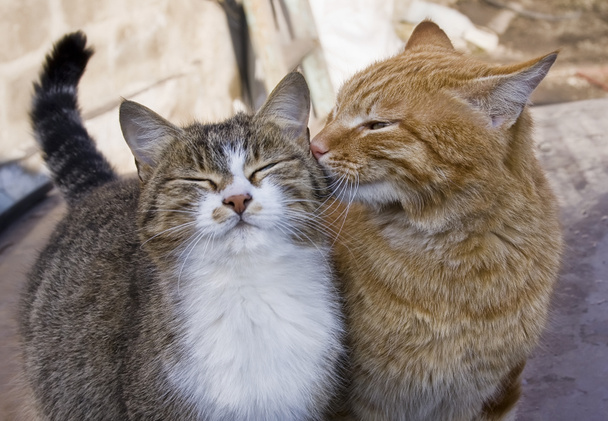 Rakkaus pari kissaa
 - Valokuva, kuva