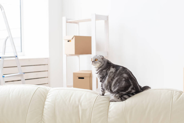 Kíváncsi szürke skót Fold macska feltárása új lakást mozgatása után. A koncepció az állati élet a lakásban, és ügyelve a macskák. - Fotó, kép