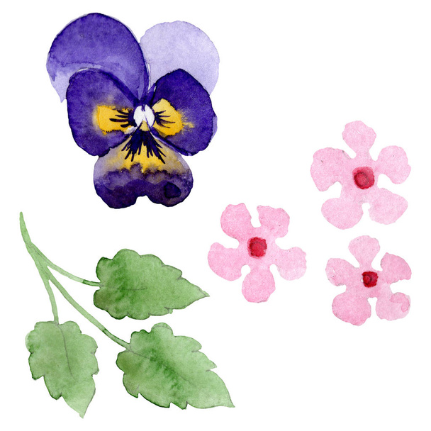 Dísz az árvácskák botanikai virágok. Akvarell háttér illusztráció meg. Az izolált Brácsa illusztrációs elem. - Fotó, kép