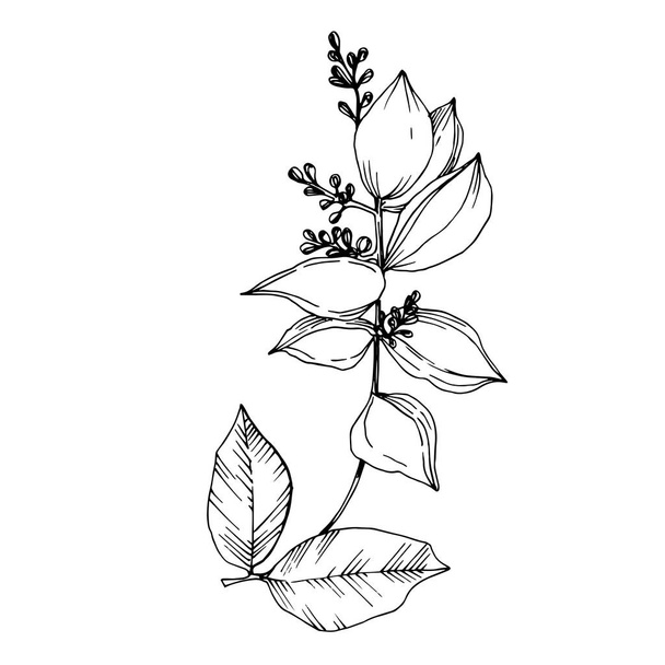 Vector Tropical flowers and leaves isolated. Black and white engraved ink art. Isolated plant illustration element. - Vector, afbeelding