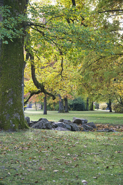 green tree in autumn - Φωτογραφία, εικόνα