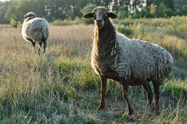 Сценический вид на выпас овец на газоне
 - Фото, изображение