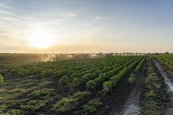 bewässertes landwirtschaftliches Feld bei Sonnenuntergang - Foto, Bild