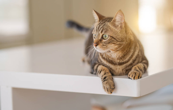 Коротковолосая кошка лежит дома на белом столе
 - Фото, изображение