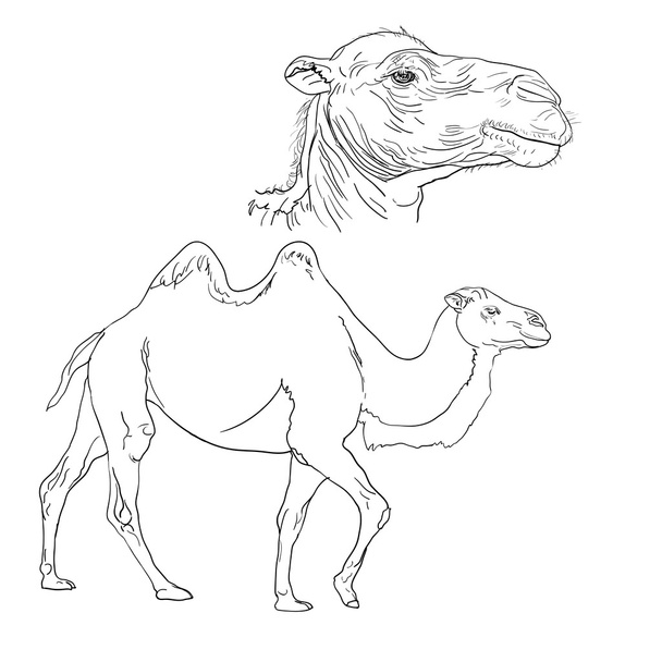 Camel - Vektor, obrázek