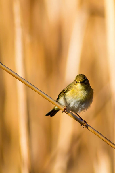 Милий жовтий птах на тростині. Жовтий фон природи
. - Фото, зображення