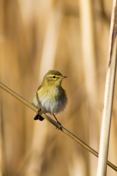 Cute yellow bird on reed. Yellow nature background. - Photo, Image