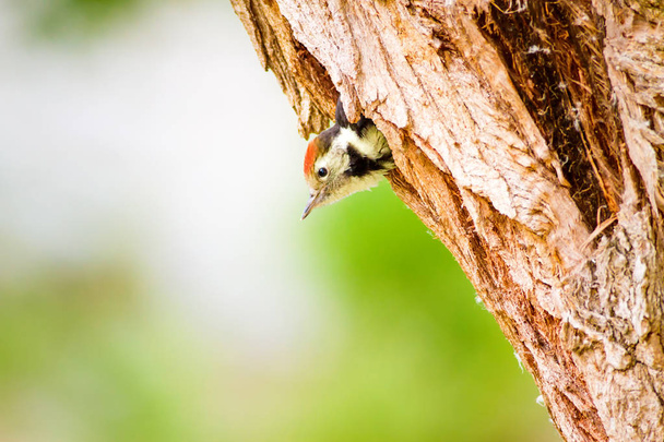 Söpö tikka. Vihreän metsän tausta Linnunpoikanen: Keski-Spotted Woodpecker. Dendrocopos medius
. - Valokuva, kuva