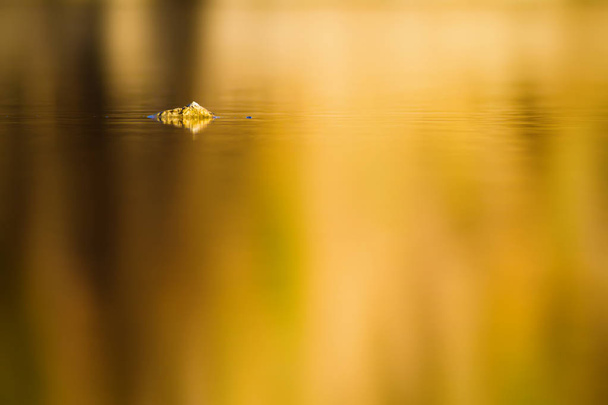 A természet színpompás. Absztrakt természet fotó. Reeds és reflexiók a vízben. Gyönyörű természeti háttér.  - Fotó, kép