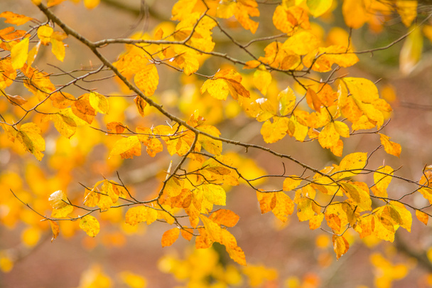 モンティ・シンブルイニ国立公園、ラツィオ、イタリアの葉。秋 c - 写真・画像