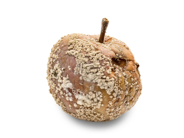 Rotte appel met schimmel - Foto, afbeelding