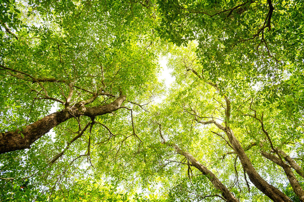 Mirando hacia arriba en un bosque de árboles verdes en el soleado día de verano
 - Foto, Imagen