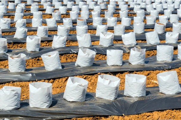 Ligne de coco noix de coco en pépinière sac blanc pour ferme avec fertilisation
  - Photo, image