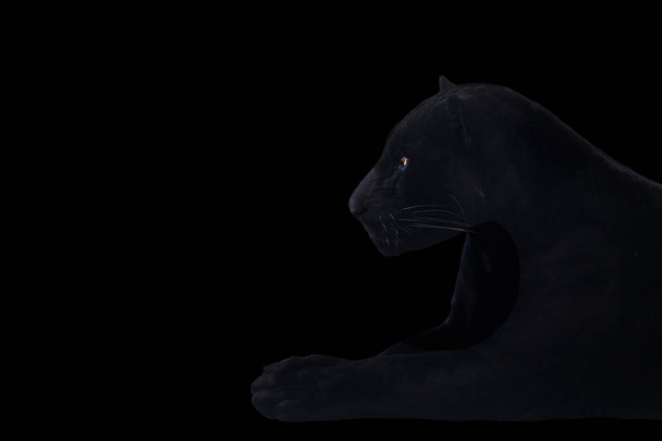 Чорна пантера знята крупним планом з чорним тлом
 - Фото, зображення