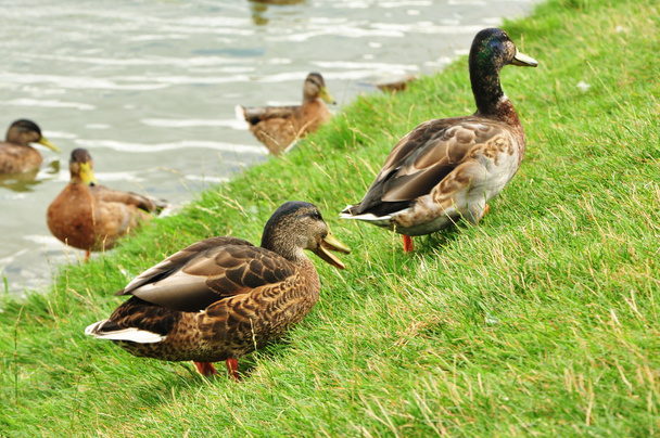 Duck - Foto, imagen