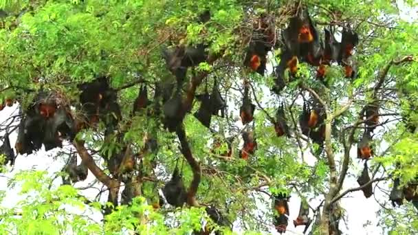 сотні Лайл Flying Fox прилипання на дереві гілки висить голову вниз спати - Кадри, відео