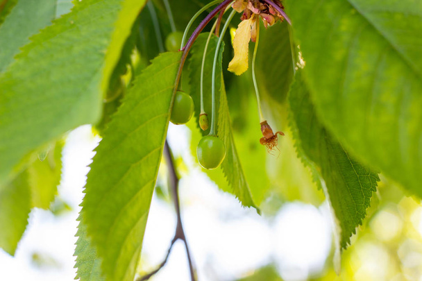 Зеленый созревает на сладкой ветви вишни в саду весной и летом на фоне листьев
. - Фото, изображение