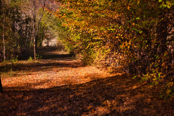 Slunná podzimní krajina se zlatými stromky a modrým nebem v lese - Fotografie, Obrázek