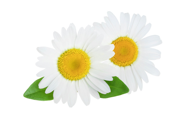 una manzanilla o margaritas con hojas aisladas sobre fondo blanco
 - Foto, imagen