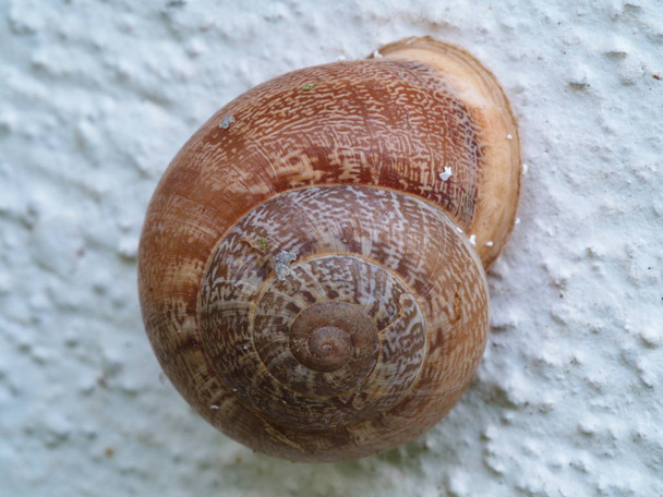 snail - Photo, Image