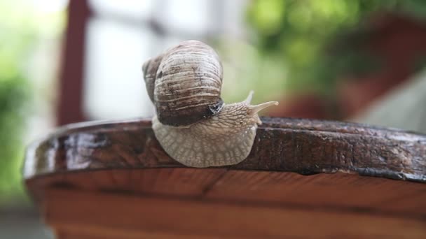 Snail Creeps Through The Board In The Garden. Wood Board. - Footage, Video