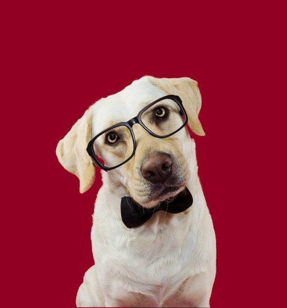 Elegant and classy labrador dog wearing glasses and black tie ti - Photo, Image