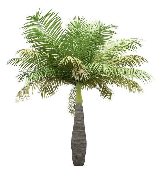 Beyaz arka plan üzerinde izole şişe palmiye ağacı - Fotoğraf, Görsel