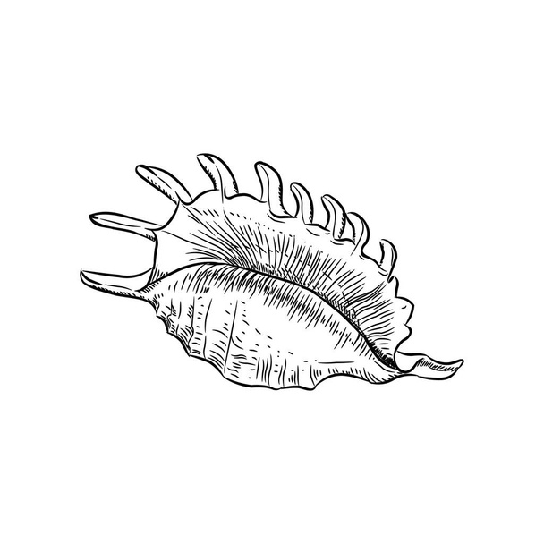 Concha de araña de cordero, caracol de mar grande, un molusco gasterópodo marino de la familia Strombidae, conchas. Conchas únicas, moluscos. Boceto contorno negro sobre fondo blanco. Vector
 - Vector, imagen
