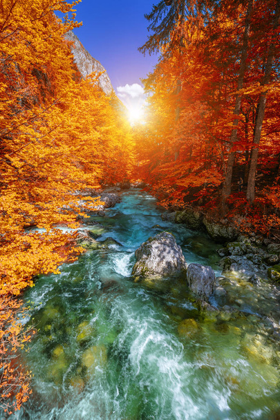 Bir dere ve orman ile güzel renkli sonbahar manzara  - Fotoğraf, Görsel