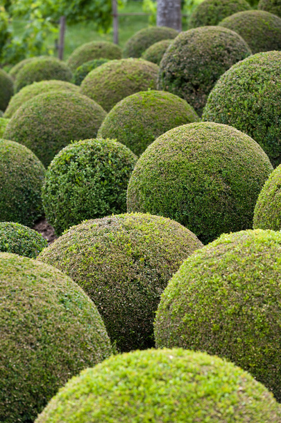 πυξάρι - πράσινο κήπο μπάλες στη Γαλλία, - Φωτογραφία, εικόνα