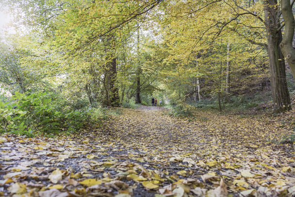 walk in autumn forest - Fotoğraf, Görsel