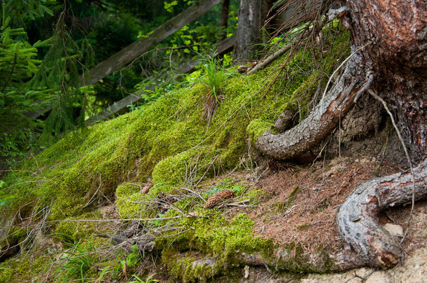 Το πράσινο γρασίδι μεγαλώνει κοντά στις ρίζες των δέντρων. Δάσος - Φωτογραφία, εικόνα
