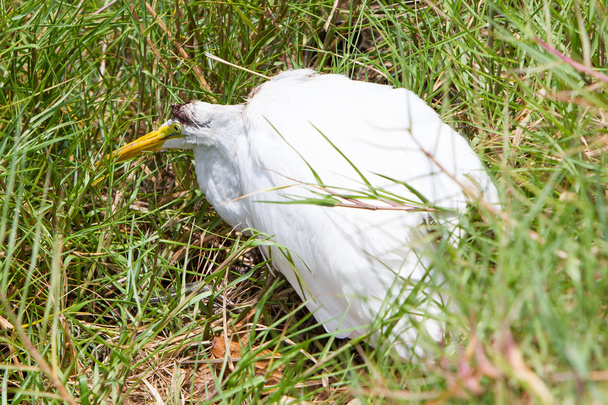 Grande aigrette (Ardea alba modesta) mourante
 - Photo, image
