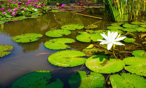 De prachtige witte Lotus bloem of waterlelie in botanische tuin met zonlicht in Indonesië - Foto, afbeelding