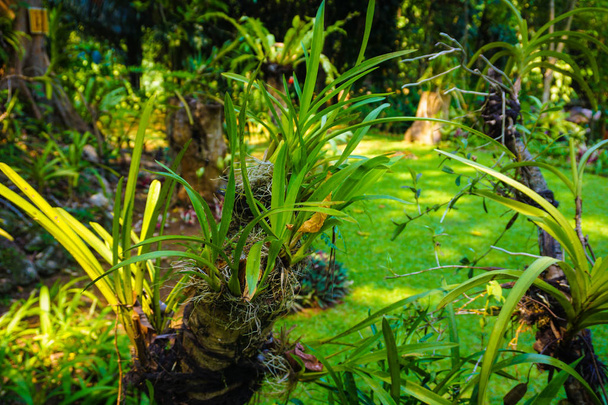 wilde orchidee in de jungle met groen blad en zonder bloem in tak hout in Indonesië - Foto, afbeelding