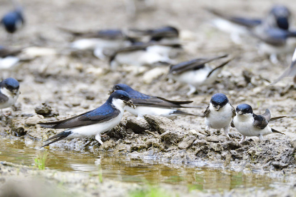 Many Common house martin  in a puddle with  nesting material - Photo, Image