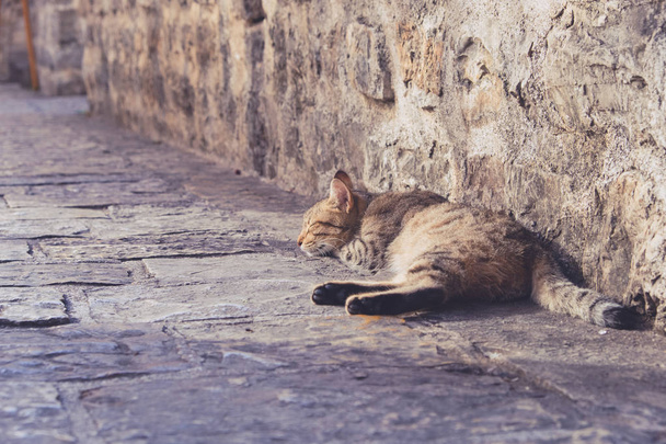 Χαριτωμένο γάτα κοιμάται στο πεζοδρόμιο στην παλιά πόλη της Μπούντβα Μαυροβούνιο - Φωτογραφία, εικόνα