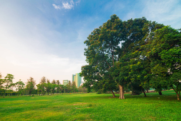 Parque verde de la ciudad con luz del atardecer árbol
 - Foto, Imagen