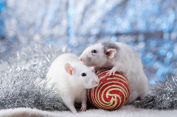 New Year concept. Cute white domestic rat in a New Year's decor. Symbol of the year 2020 is a rat. Gifts, toys, garlands, Christmas tree branches - Photo, Image