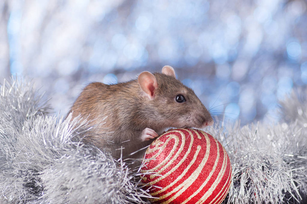 New Year concept. Cute white domestic rat in a New Year's decor. Symbol of the year 2020 is a rat. Gifts, toys, garlands, Christmas tree branches - 写真・画像