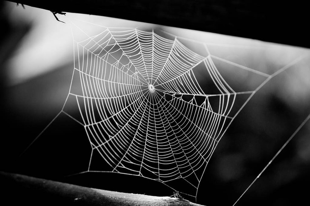 Spider web színes háttér - Fotó, kép