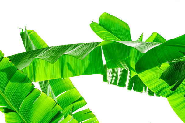 natural green banana leaf on white background - Photo, Image