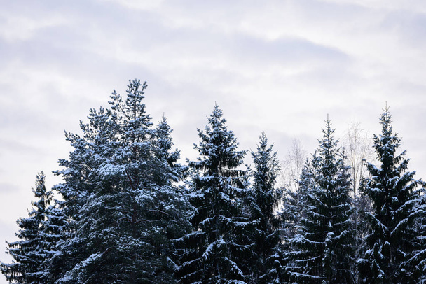 Metsä on peitetty raskaalla lumella talvikaudella Laplassa - Valokuva, kuva