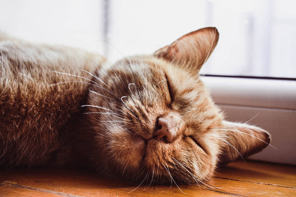 Gatito pelirrojo durmiendo en el alféizar de la ventana. Precioso gato relajante, nariz rosa
 - Foto, imagen