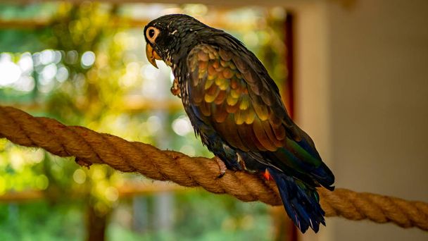 Close-up van een bronzen gevleugelde papegaai. - Foto, afbeelding